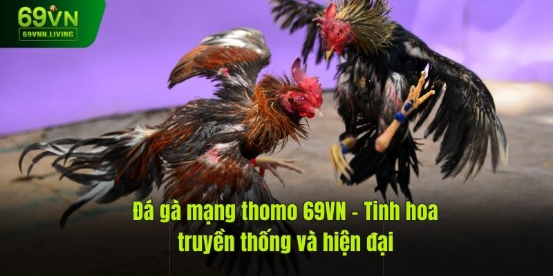 Đá Gà Mạng Thomo: Hấp Dẫn Từng Giây, Thắng Lớn Từng Trận