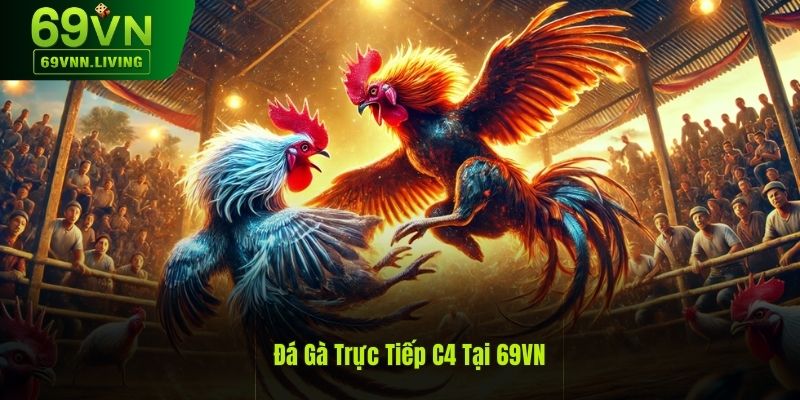 Đá Gà Trực Tiếp C4: Chi Tiết Từ Khái Niệm Đến Chiến Thuật