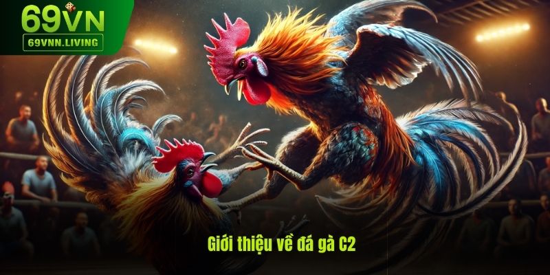 Giới thiệu về hình thức đá gà C2