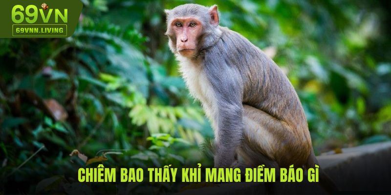 Chiêm bao thấy khỉ mang điềm báo gì