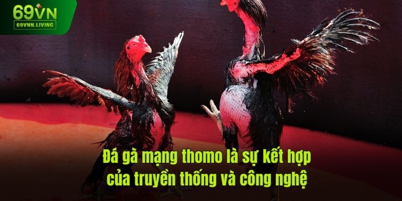 Đá gà mạng thomo là sự kết hợp của truyền thống và công nghệ